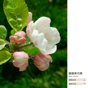 Flower essence bach 10