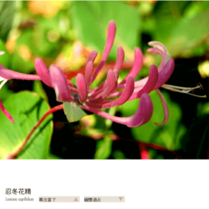 Flower essence bach 16