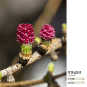 Flower essence bach 19