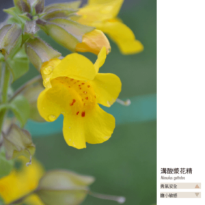 Flower essence bach