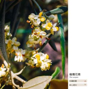Flower essence bach 23