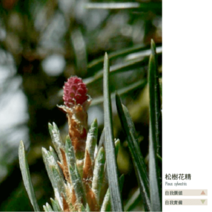 Flower essence bach 24