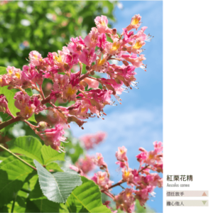 Flower essence bach 25