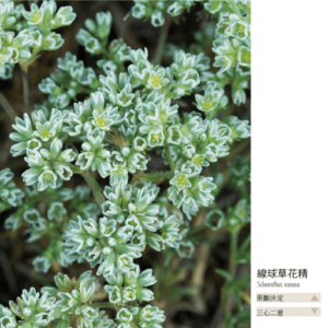Flower essence bach 28