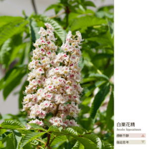 Flower essence bach 35
