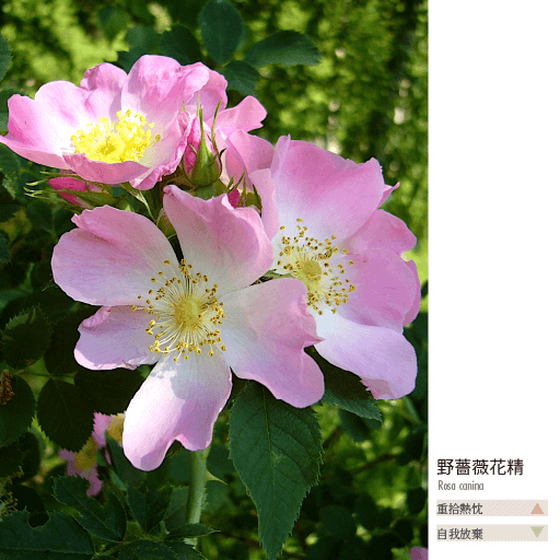 野薔薇花精 Wild Rose 自我放棄 梵宇健康生活線上商店