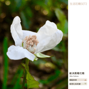 Flower essence living 2 01
