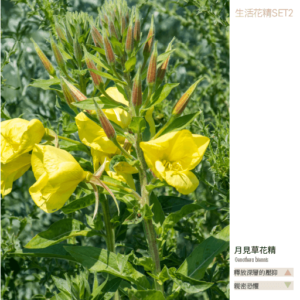 Flower essence living 2 08