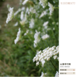 Flower essence living 2 11 