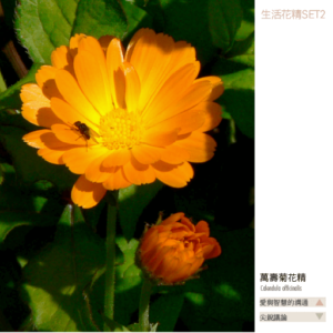 Flower essence living 2 12