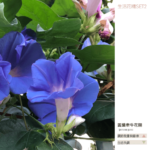 Flower essence living 2 13