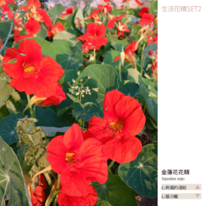 Flower essence living 2 15