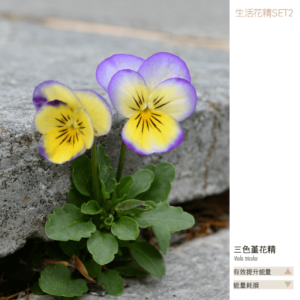 Flower essence living 2 16