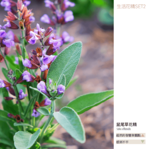 Flower essence living 2 19