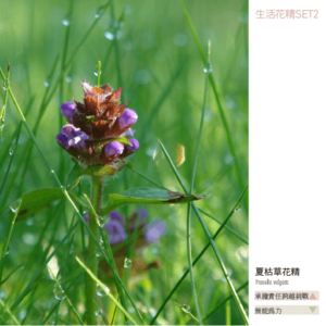 Flower essence living 2 20