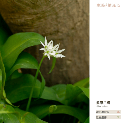 Flower Essence Living 3 13