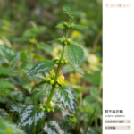 Flower essence living 3 20