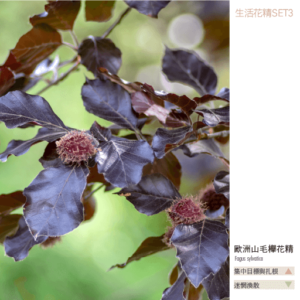 Flower essence living 3 4
