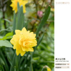 Flower essence living 3 5