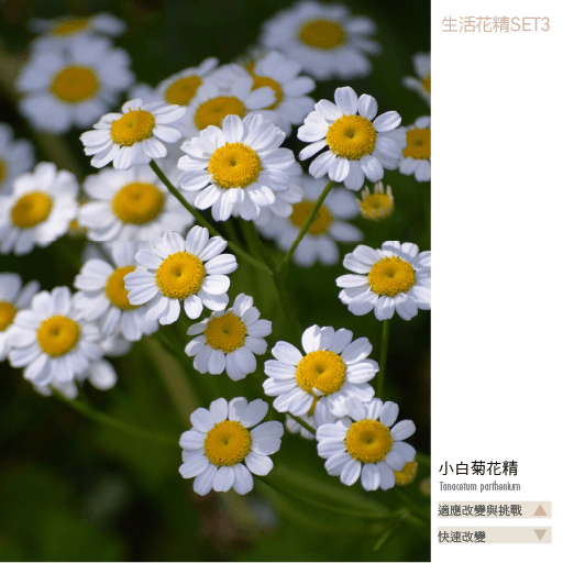Flower Essence Living 3 8