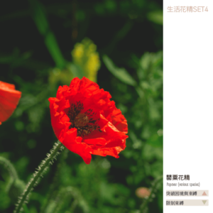 Flower essence living 4 4