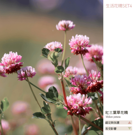 Flower Essence Living 4 7