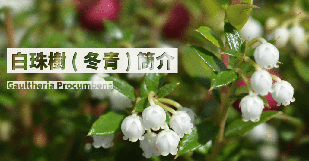 白株樹 部落格.png