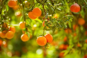 Clementines