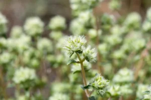 spanish-marjoram