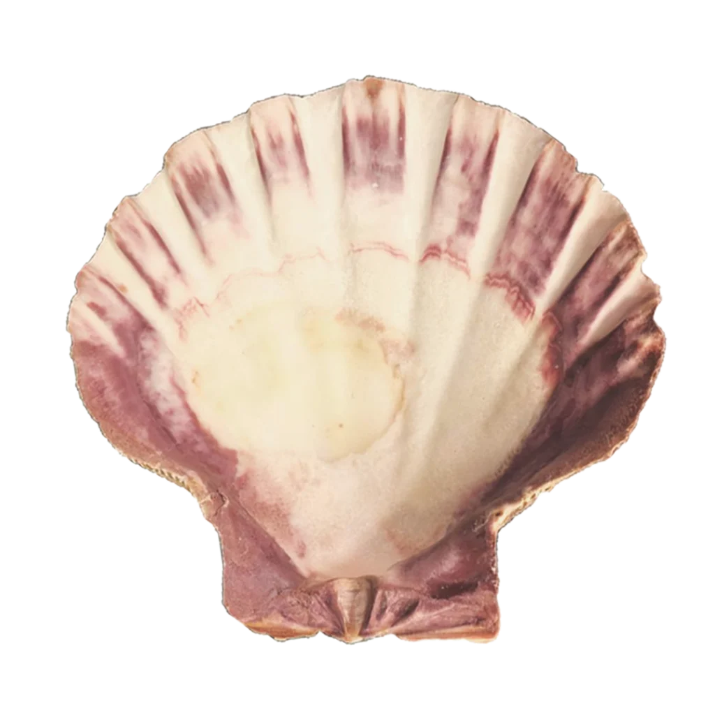 Soulsticks lions paw shell