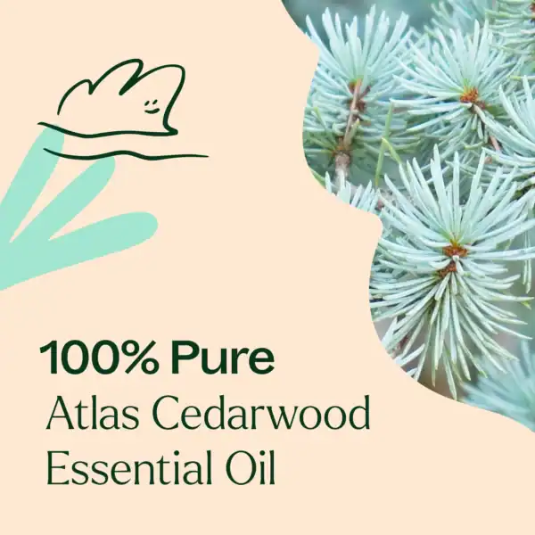 Atlas cedarwood 10ml 04