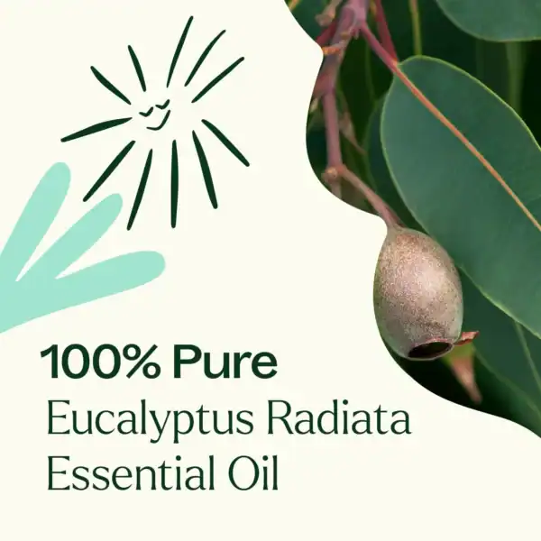 Eucalyptus radiata 10ml 04