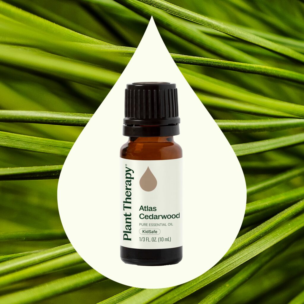 大西洋雪松精油｜Plant Therapy 10ml 產品圖 2