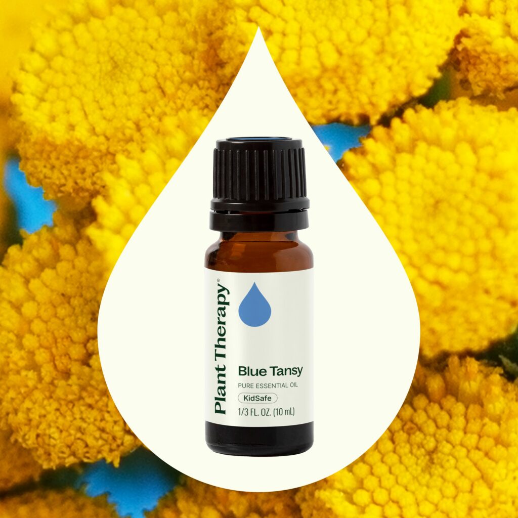 藍艾菊精油|Plant Therapy 10ml 產品圖 2