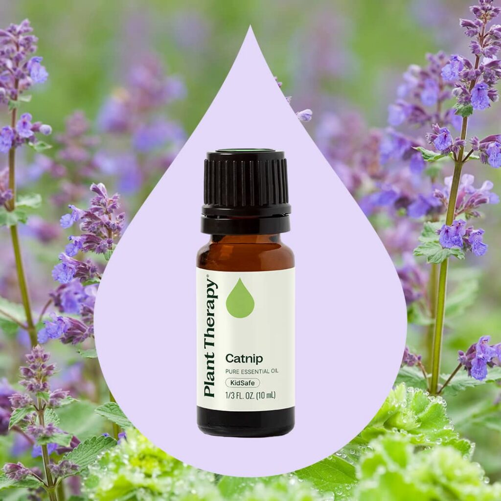 貓薄荷(荊芥)精油｜Plant Therapy - 10ml 產品圖 2