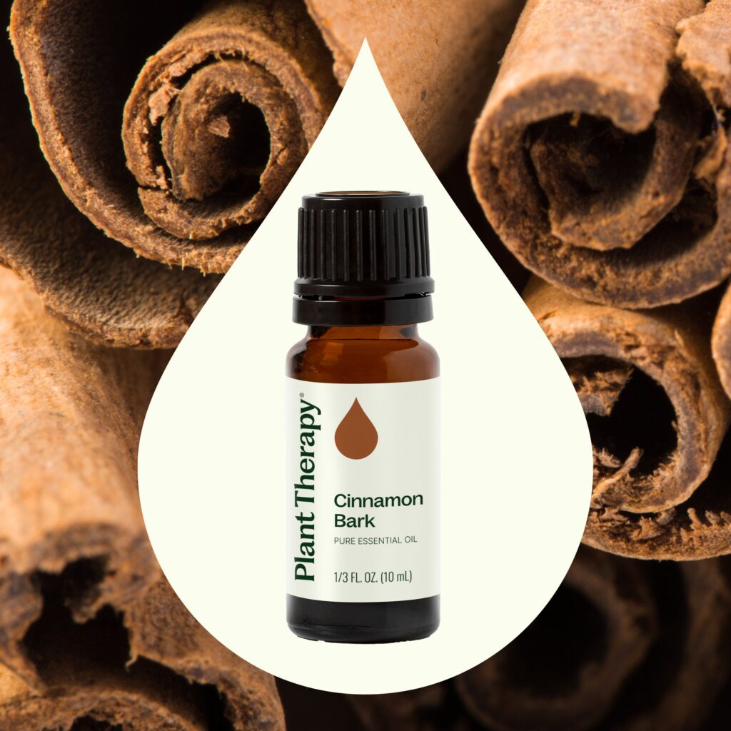 錫蘭肉桂精油｜Plant Therapy 10ml 產品圖 2