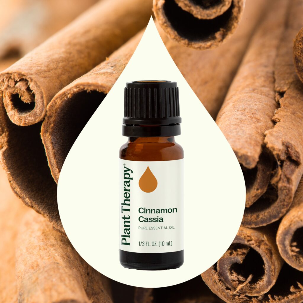 中國肉桂精油｜Plant Therapy 10ml 產品圖 2