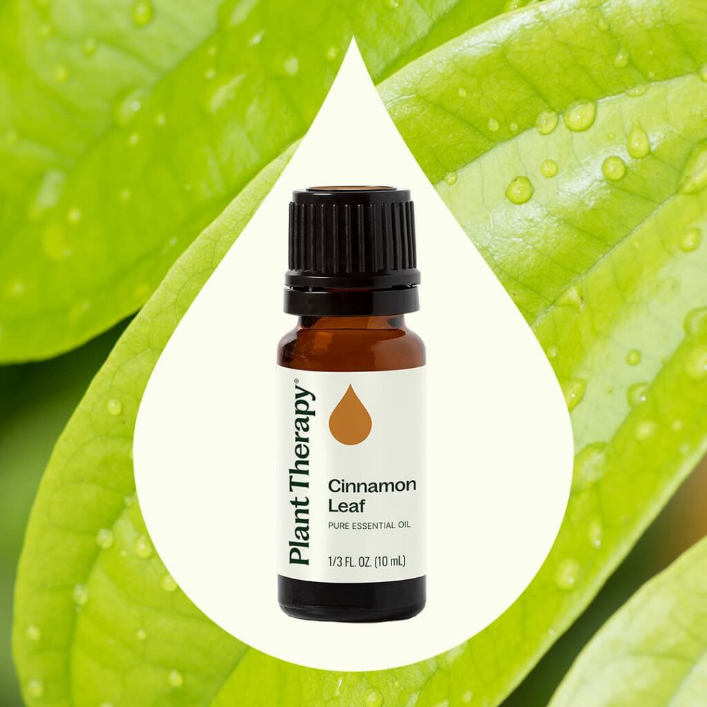 錫蘭肉桂(葉)精油|Plant Therapy 10ml 產品圖 2