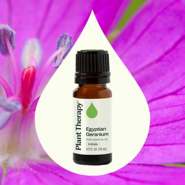 埃及天竺葵精油｜Plant Therapy 10ml 產品圖 2
