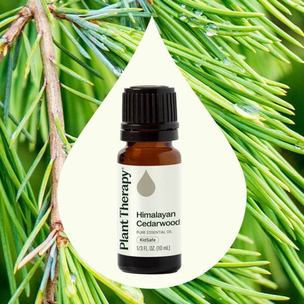 喜馬拉雅雪松精油｜Plant Therapy 10ml 產品圖 2