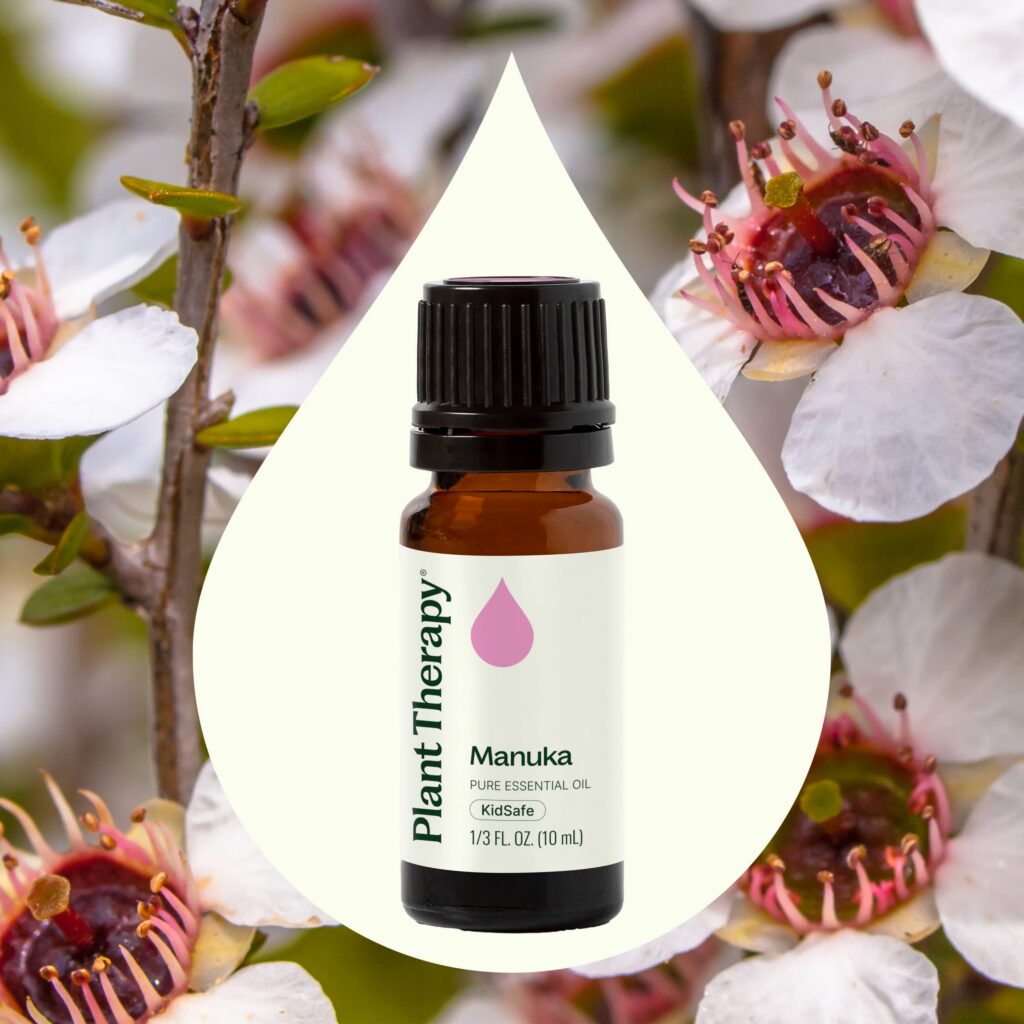 松紅梅精油｜Plant Therapy - 10ml 產品圖 2