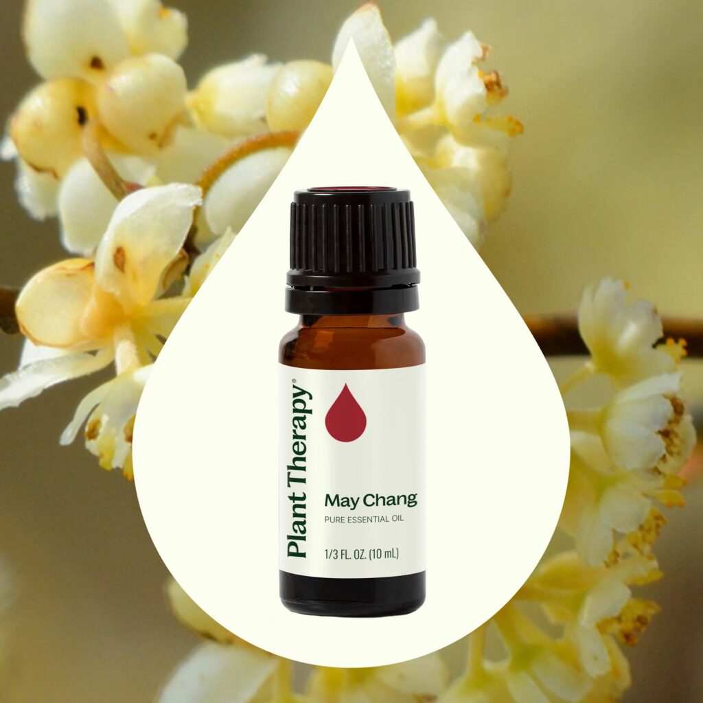山雞椒精油|Plant Therapy 10ml 產品圖 2