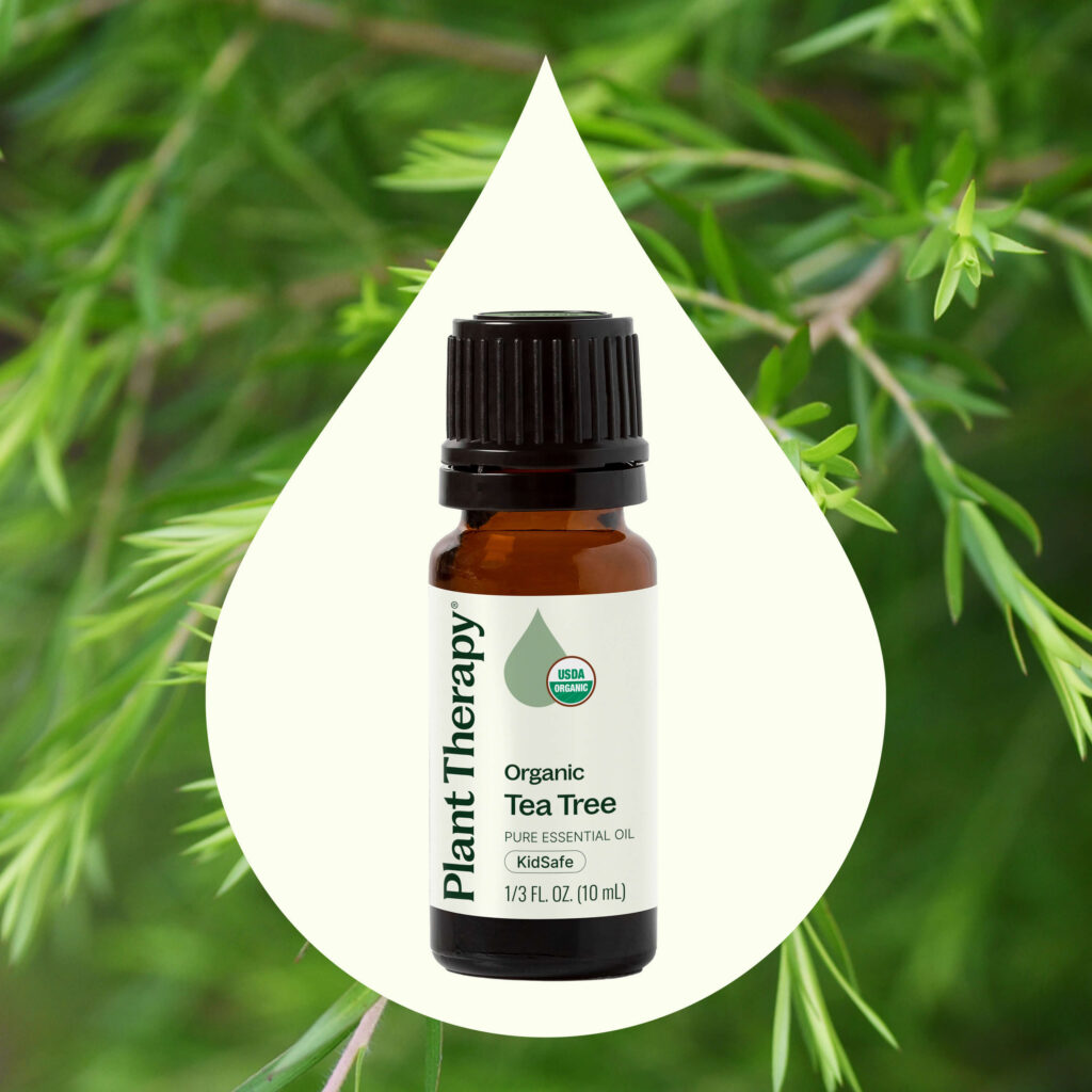 有機茶樹精油|Plant Therapy 10ml 產品圖 2