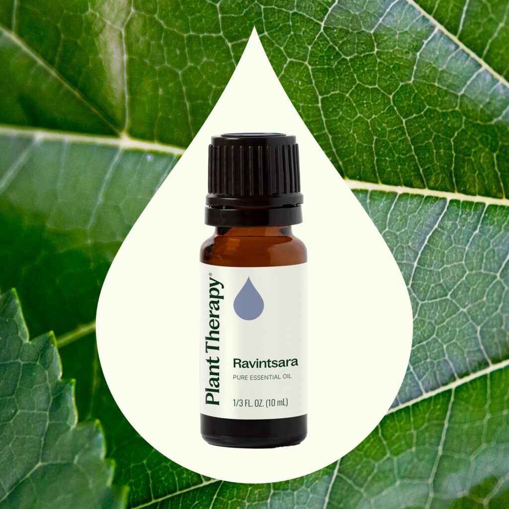 桉油樟精油(羅文莎葉)|Plant Therapy 10ml 產品圖 2