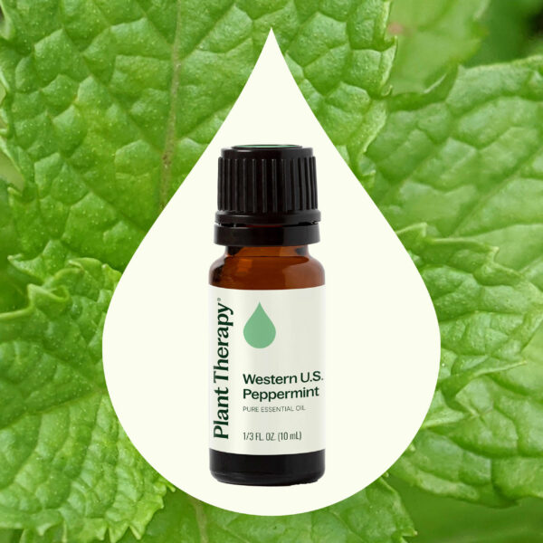 特級胡椒薄荷(美西)精油｜Plant Therapy 10ml 產品圖 2