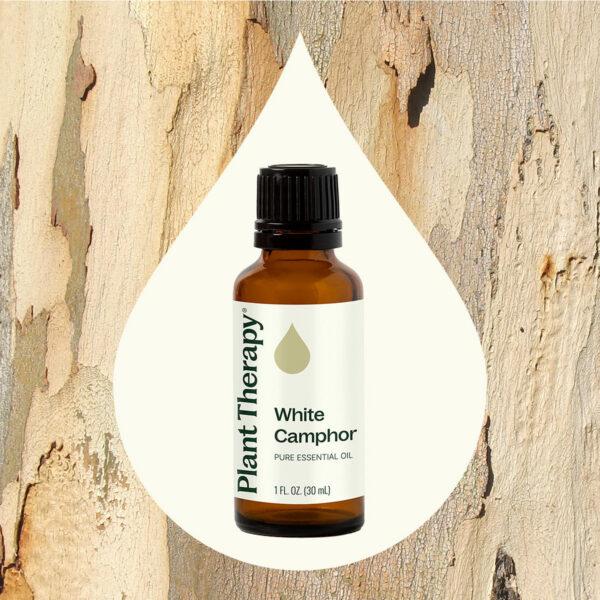 樟樹精油｜Plant Therapy 30ml 產品圖 4