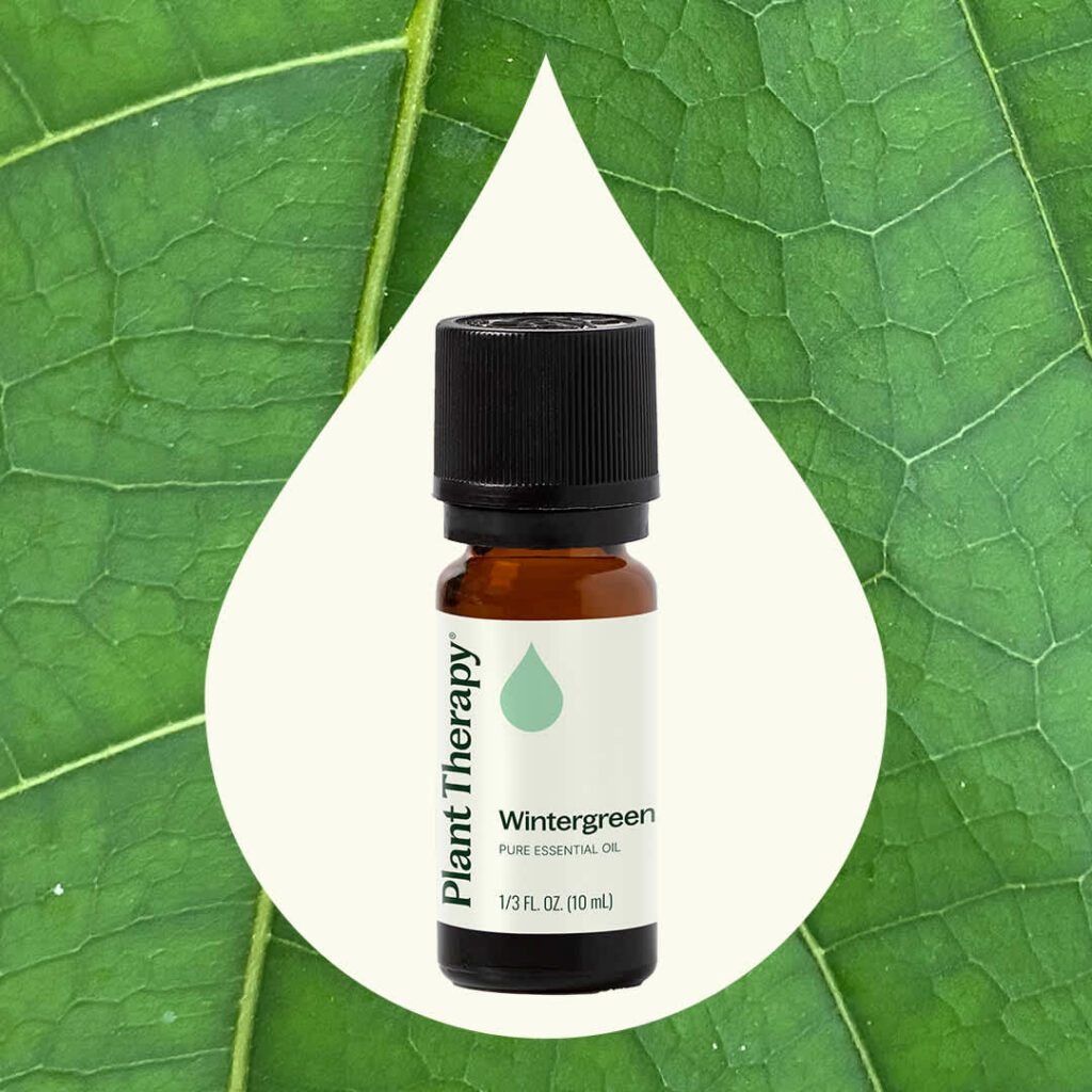 白珠樹 ( 冬青 ) 精油｜Plant Therapy 10ml 產品圖 2