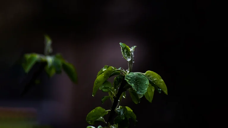 花精—激發生命中最高貴的品質