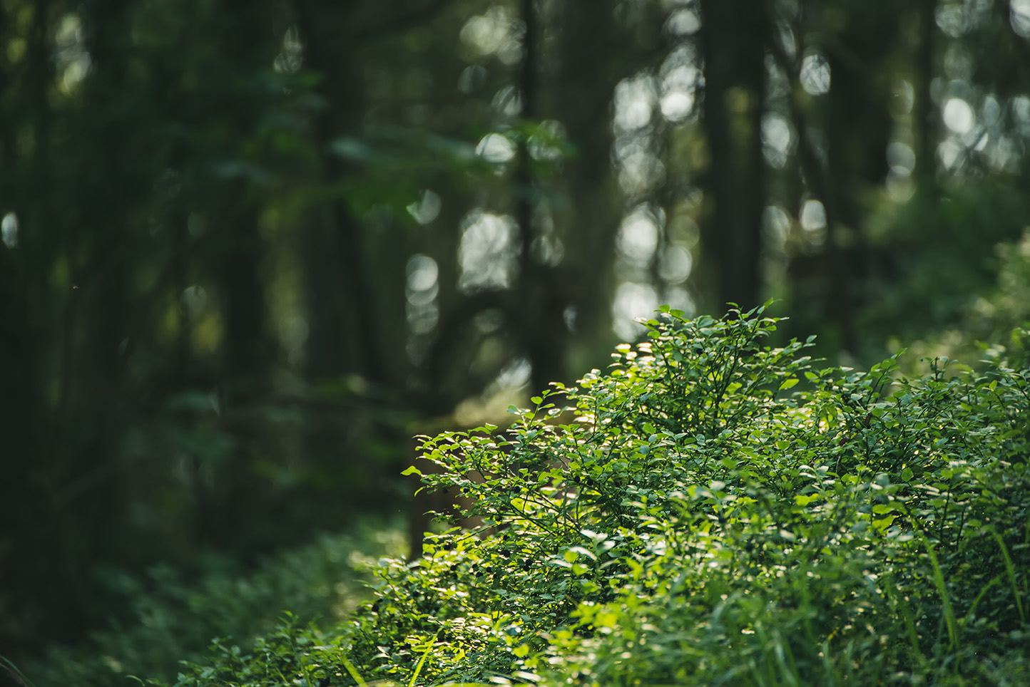 Dark moody forest s