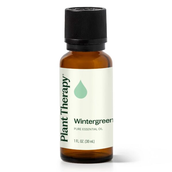 白珠樹 ( 冬青 ) 精油｜Plant Therapy - 30ml